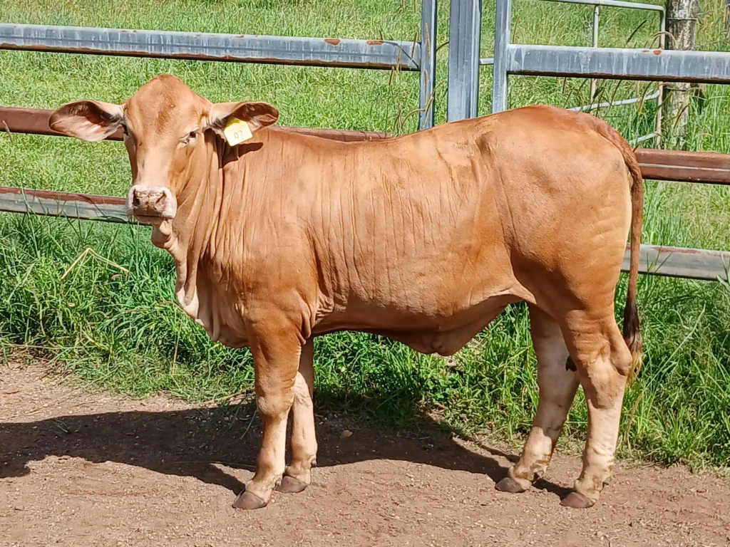 14 month old heifer