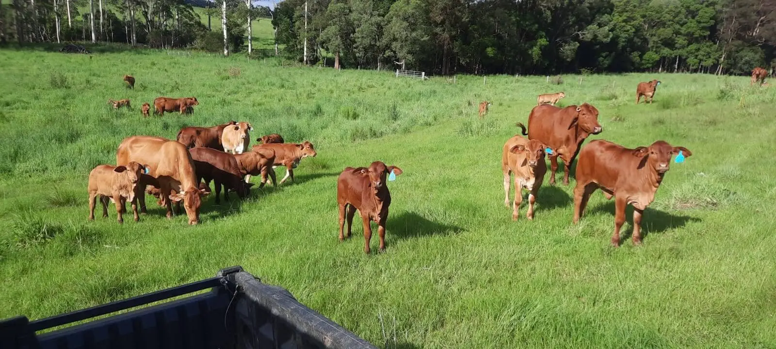 A herd of brown cattle with ear tags grazing on a lush green field with trees in the background. A partial view of a vehicle is visible in the foreground.
