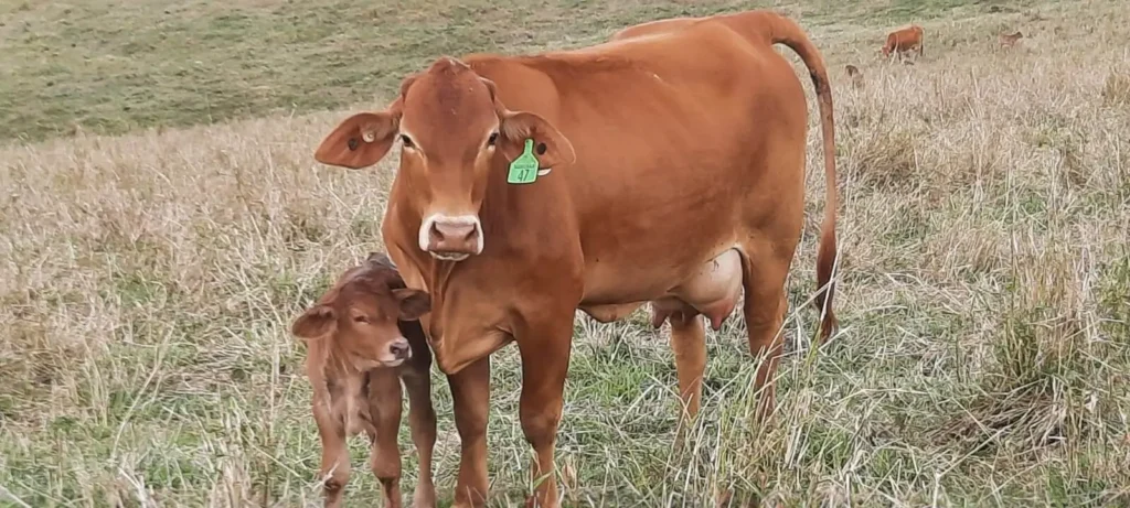Cow and calf
