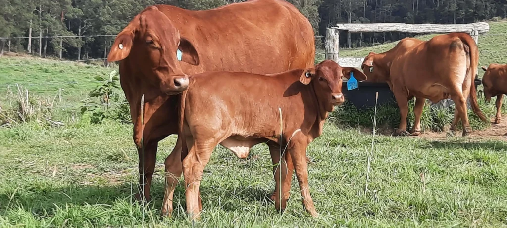 Motherhood