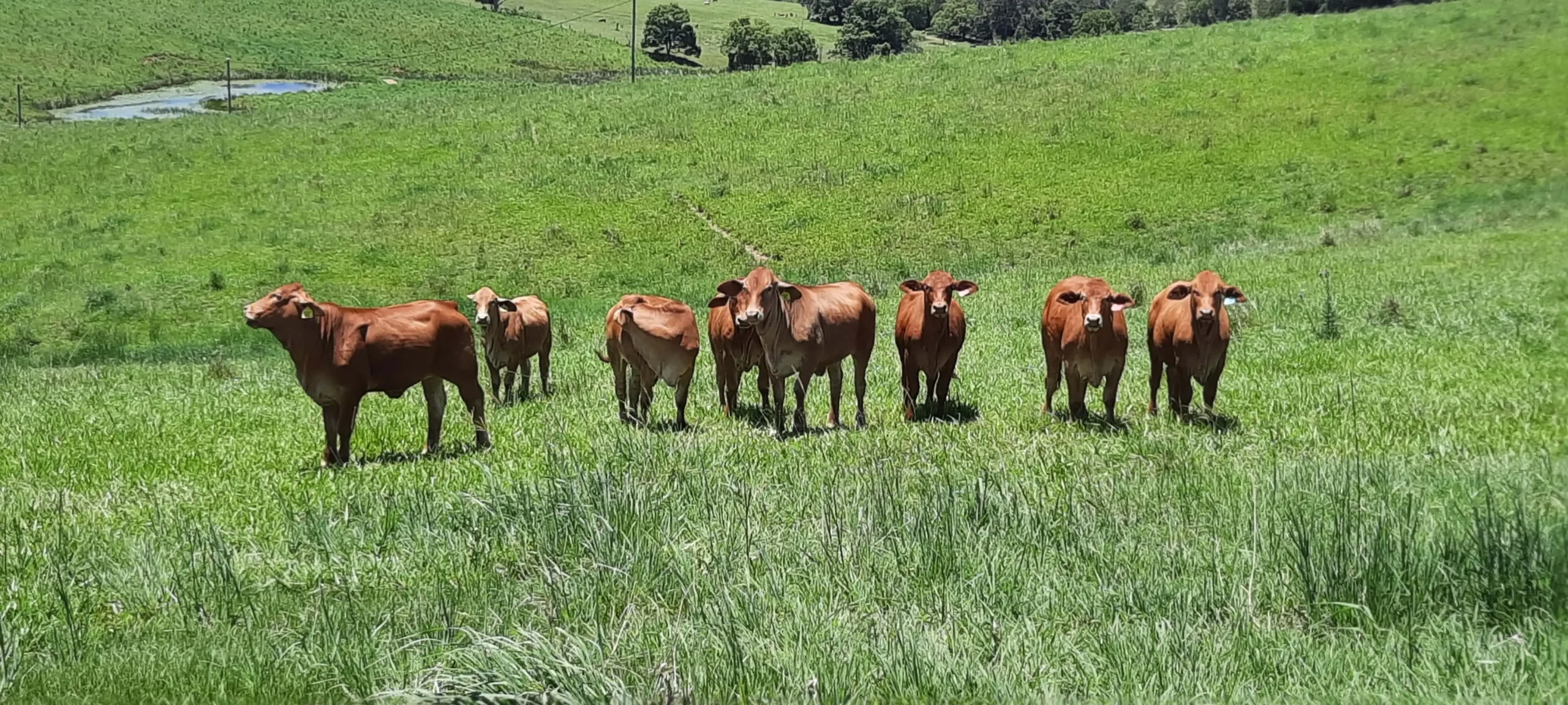 A group of brown cows standing on a lush green hillside with a clear sky in the background.